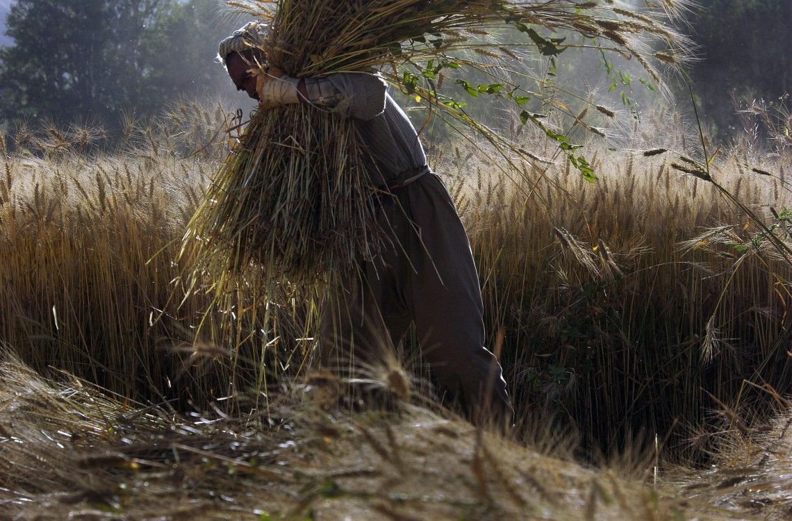 Una contadina mentre raccoglie il grano a Bamyan, in Afghanistan (Agosto 2009)