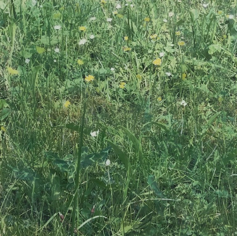 Strasburgo: mostra ispirata alla “Vita Nova” di Dante