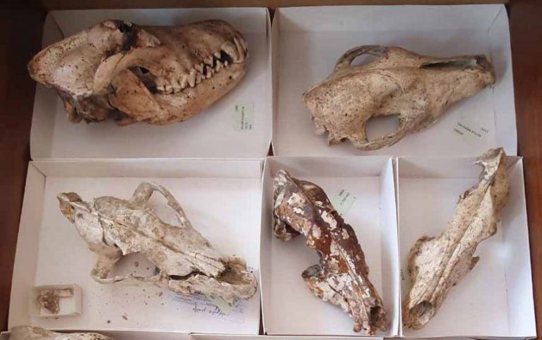 Missione archeologica a Dmanisi