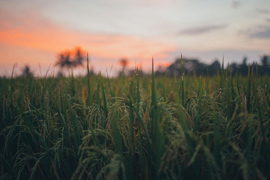 RD Congo-Agroalimentare