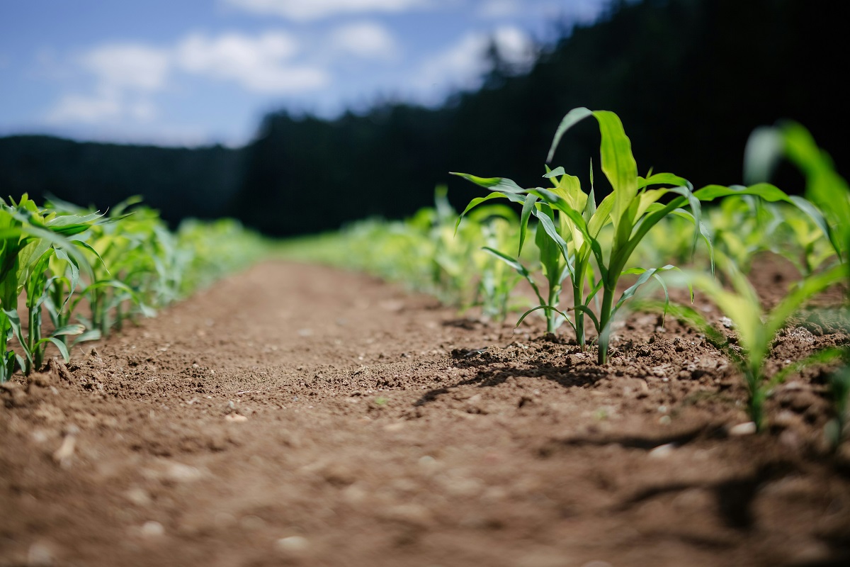 India, cresce l’agroalimentare e la produzione interna