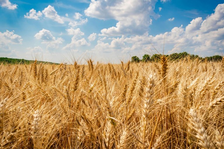 Brasile, l’agribusiness evolve e apre a nuove sinergie