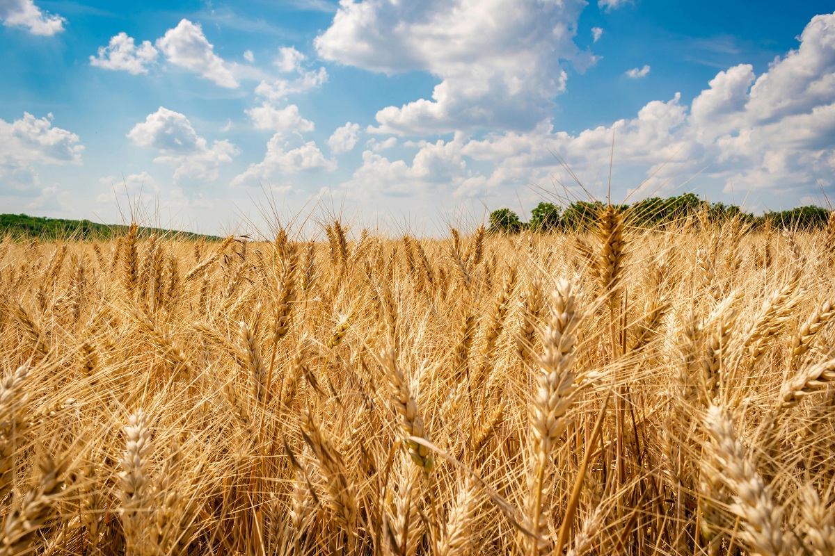 Brasile, l’agribusiness evolve e apre a nuove sinergie