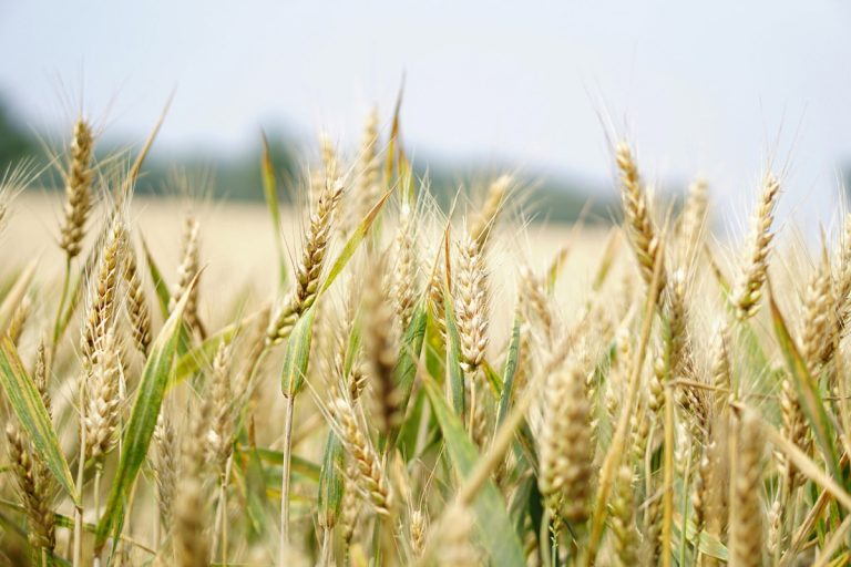 Stati Uniti, dall’agricoltura nuove sfide per l’export italiano Stati Uniti, dall'agricoltura nuove sfide per l'export italiano