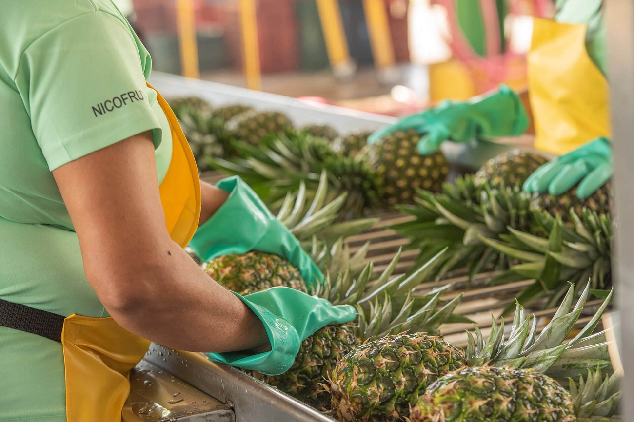 Ananas e sostenibilità, l’esempio italiano che cresce in Costa Rica