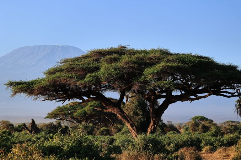 La spinta manifatturiera dell'Africa Orientale nello scenario di libero scambio continentale