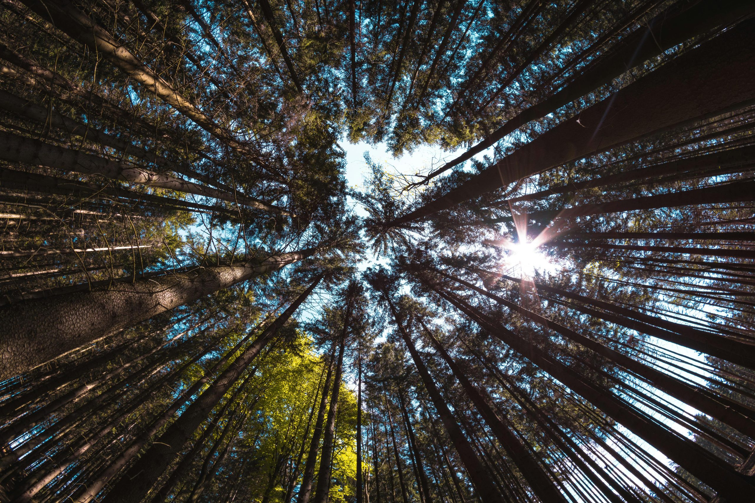 Crescita economica e transizione climatica nel National Wealth Fund britannico